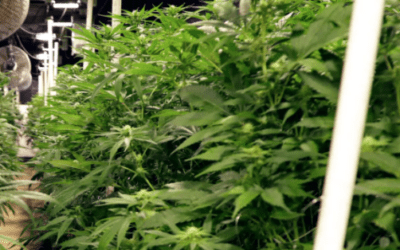 Legal Marijuana Sales Expected to Start Within Weeks in New Jersey
