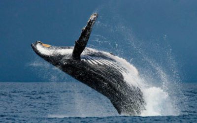 Coalition of 13 environmental groups offers strong support for offshore wind projects