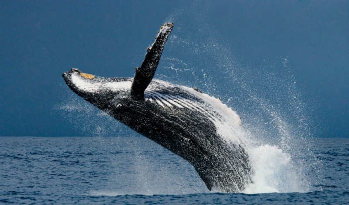 Coalition of 13 environmental groups offers strong support for offshore wind projects