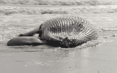 Feds: Offshore wind not to blame for East Coast whale deaths