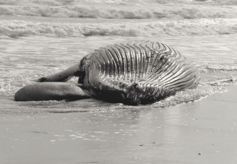 Feds: Offshore wind not to blame for East Coast whale deaths