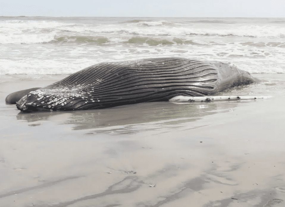 Marine commission: Whale deaths not linked to wind prep work