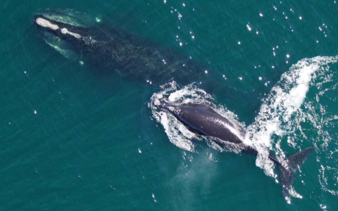 Biden-Harris Administration announces historic $82 million for endangered North Atlantic right whales as part of Investing in America agenda